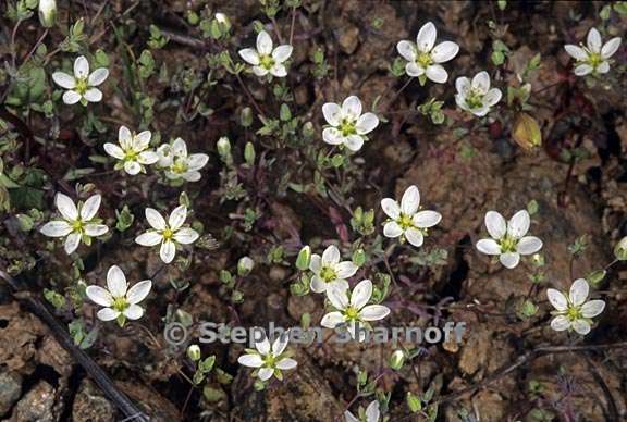 sabulina californica 2 graphic